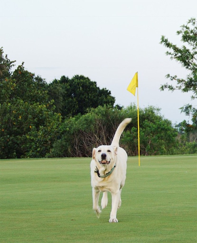 Dog on course